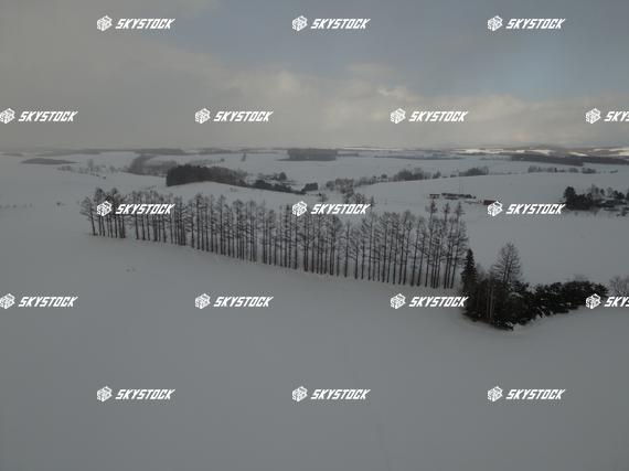 マイルドセブンの丘１