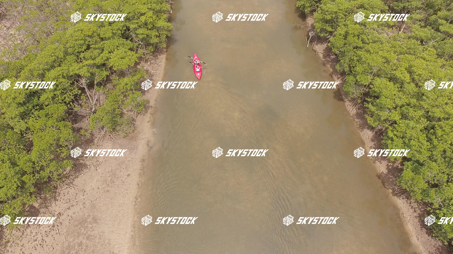 マングローブ１