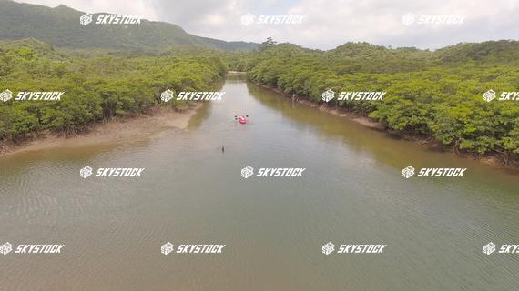 マングローブ２