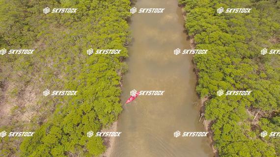 マングローブ３