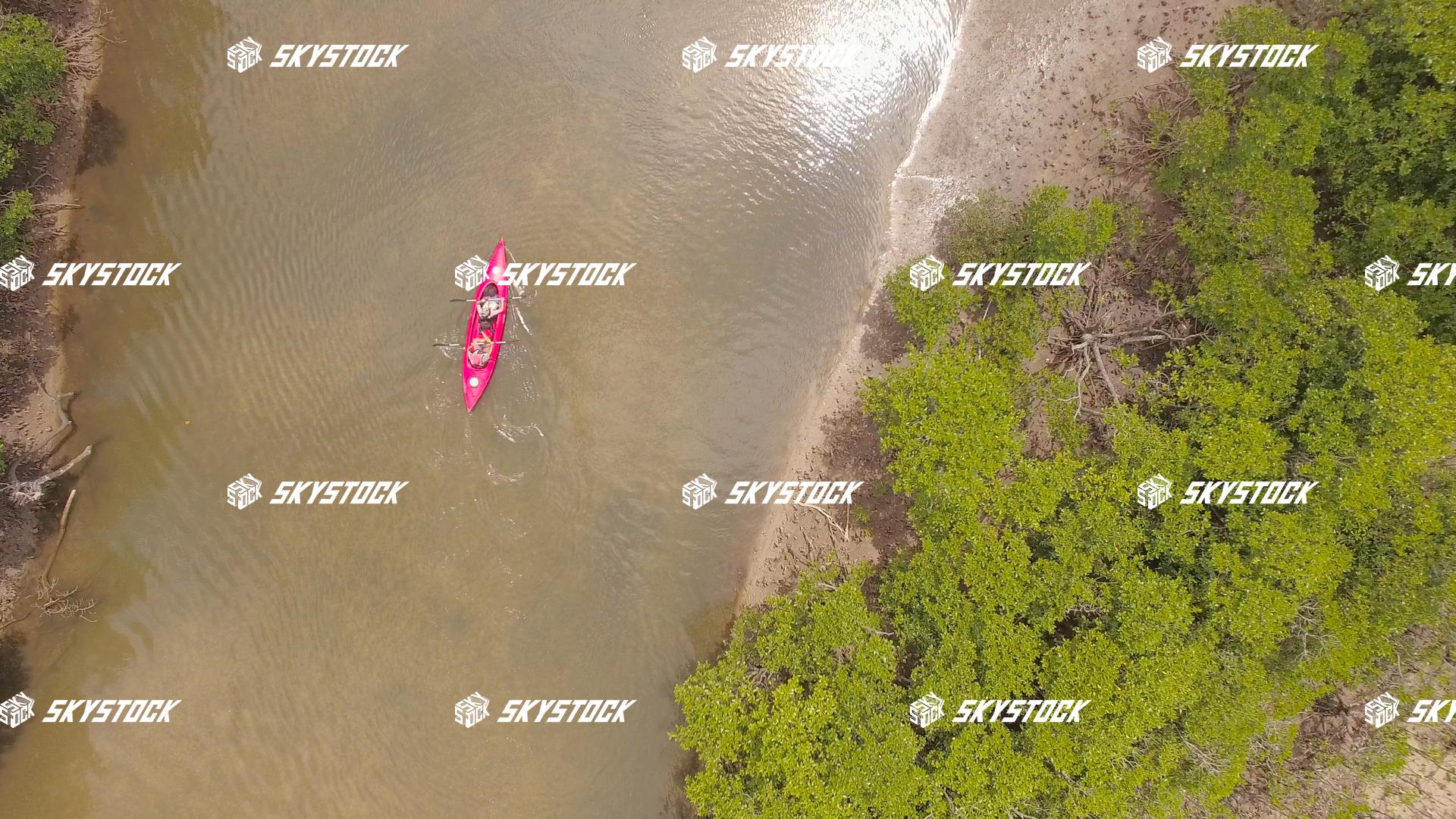 マングローブ４