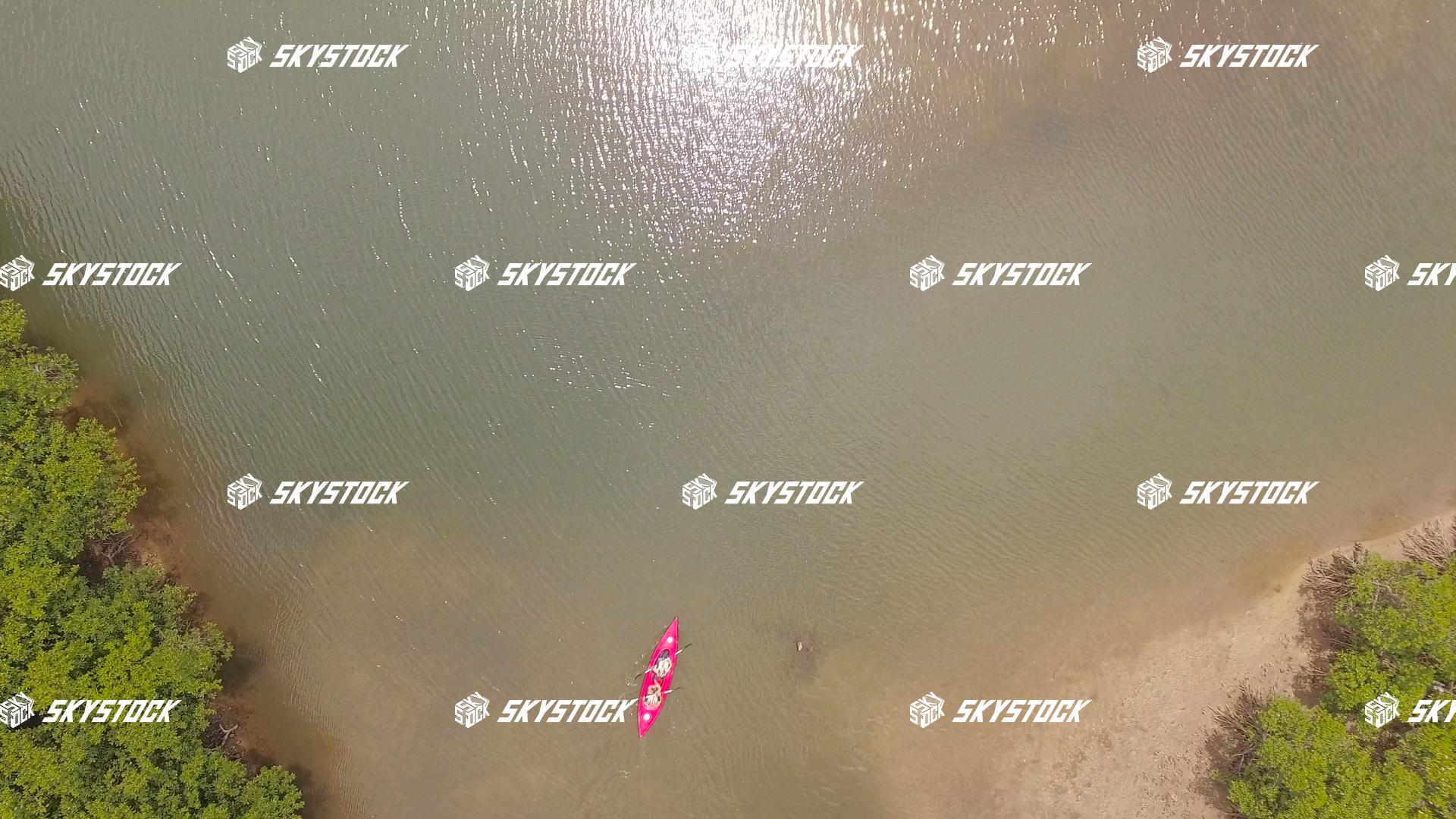 マングローブ５