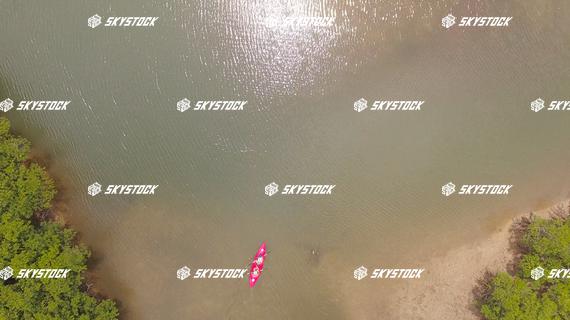 マングローブ５