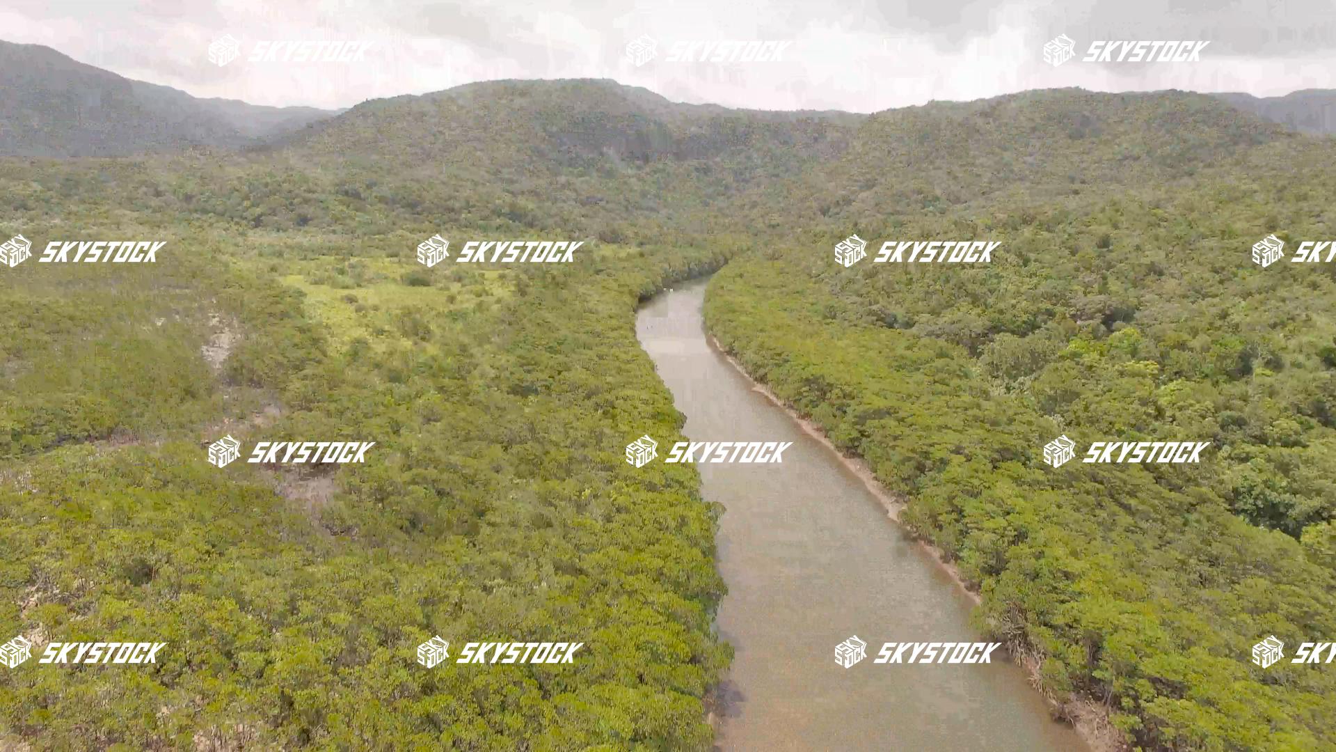 マングローブ６