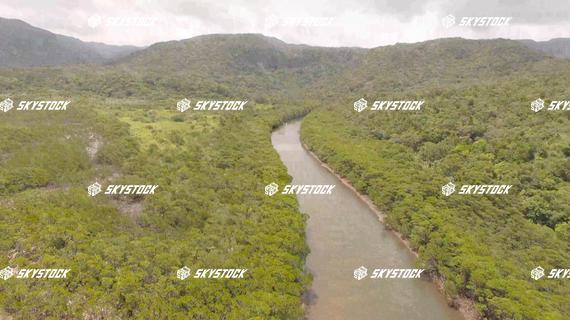 マングローブ６