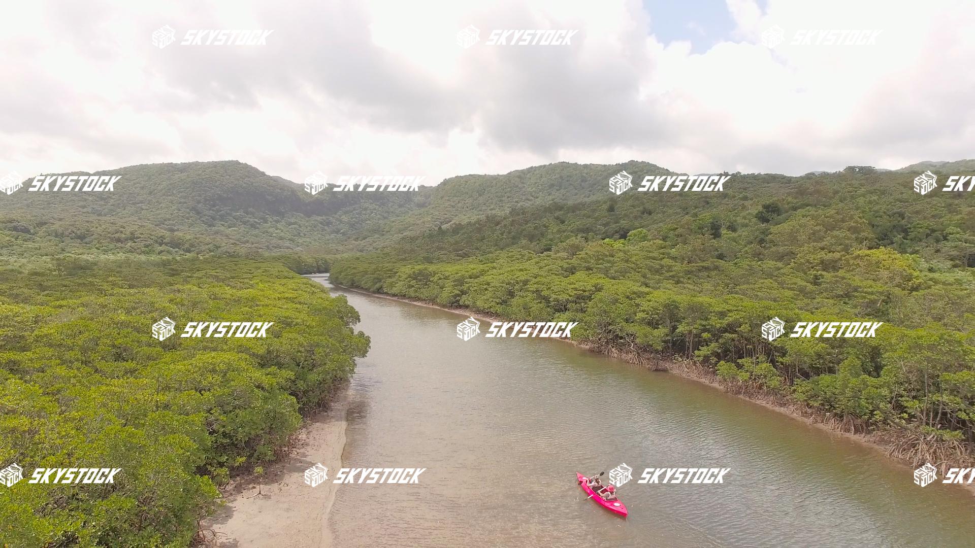 マングローブ７