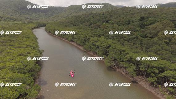 マングローブ９