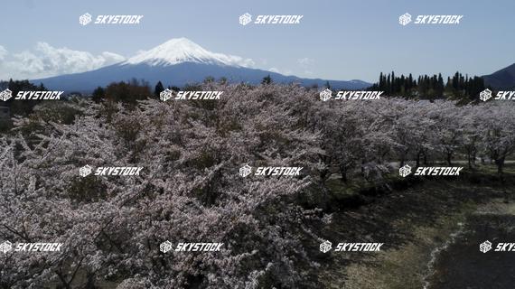 河口湖八木崎公園6