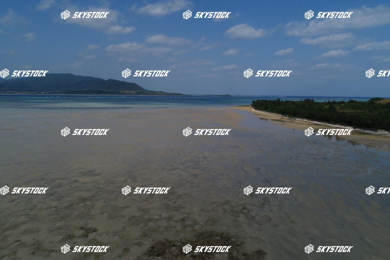 小浜島マングローブ1