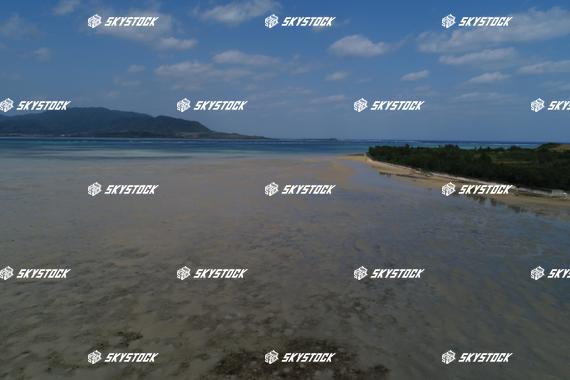 小浜島マングローブ1