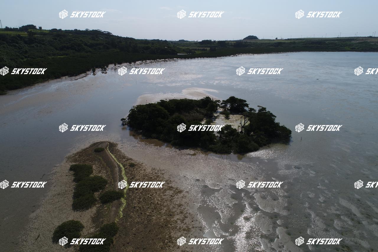 小浜島マングローブ3