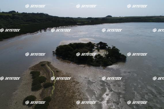 小浜島マングローブ3