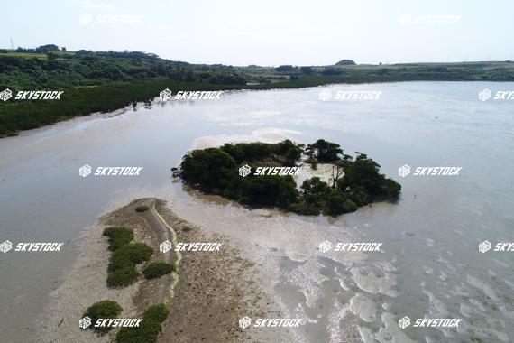 小浜島マングローブ4