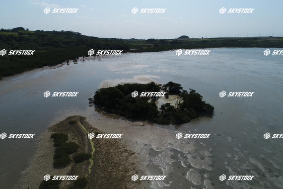 小浜島マングローブ5