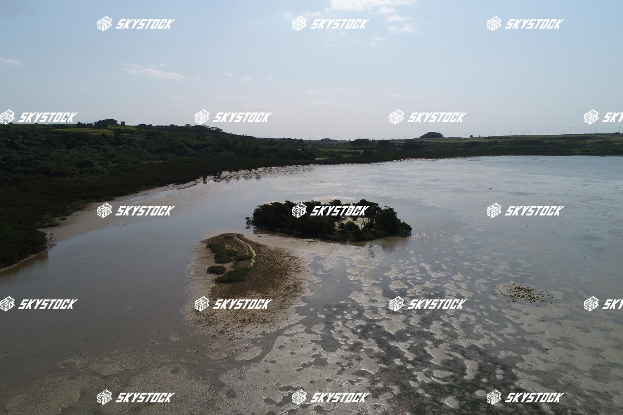 小浜島マングローブ6