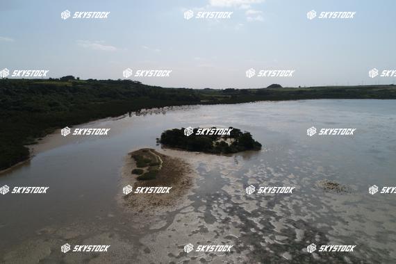 小浜島マングローブ6