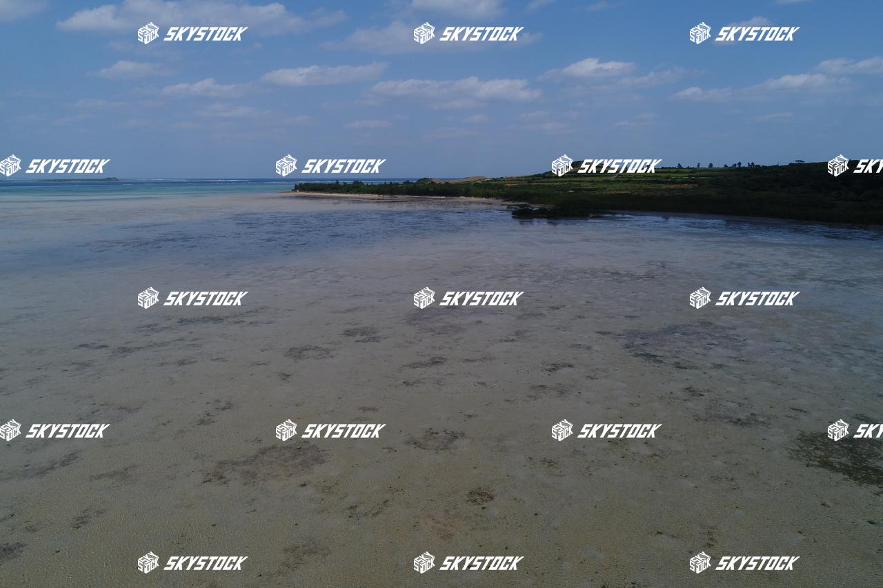 小浜島マングローブ8