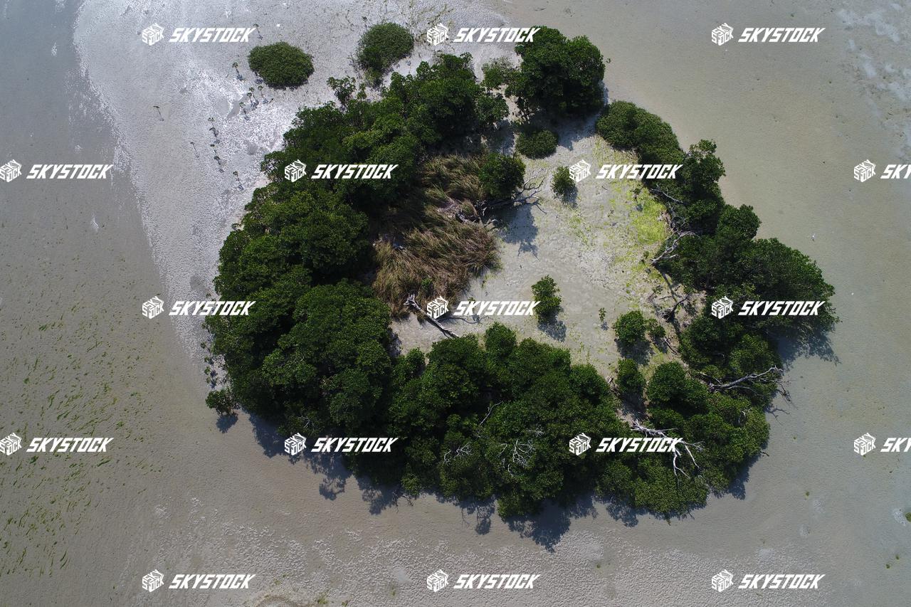 小浜島マングローブ10