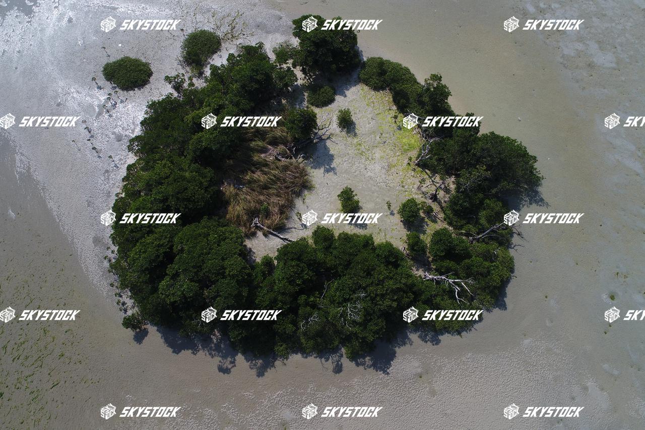 小浜島マングローブ11