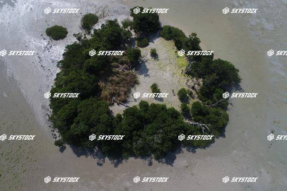 小浜島マングローブ11