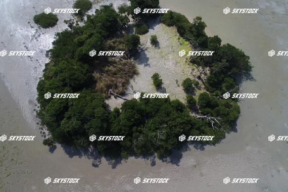 小浜島マングローブ12