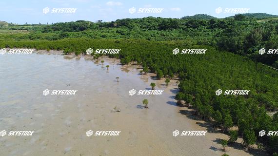 小浜島マングローブ15