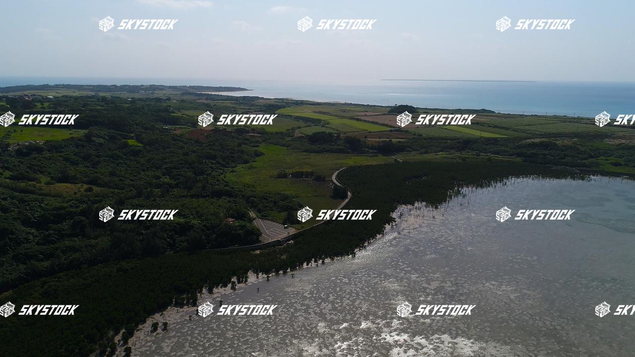 小浜島マングローブ17