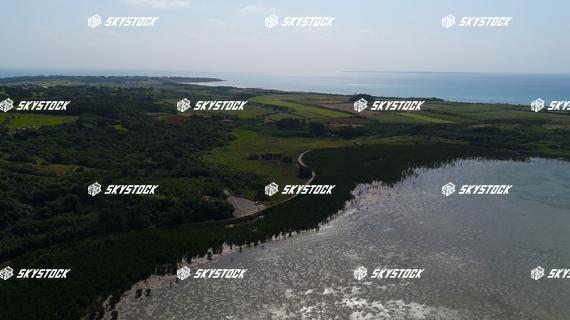 小浜島マングローブ17