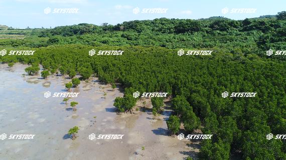 小浜島マングローブ18