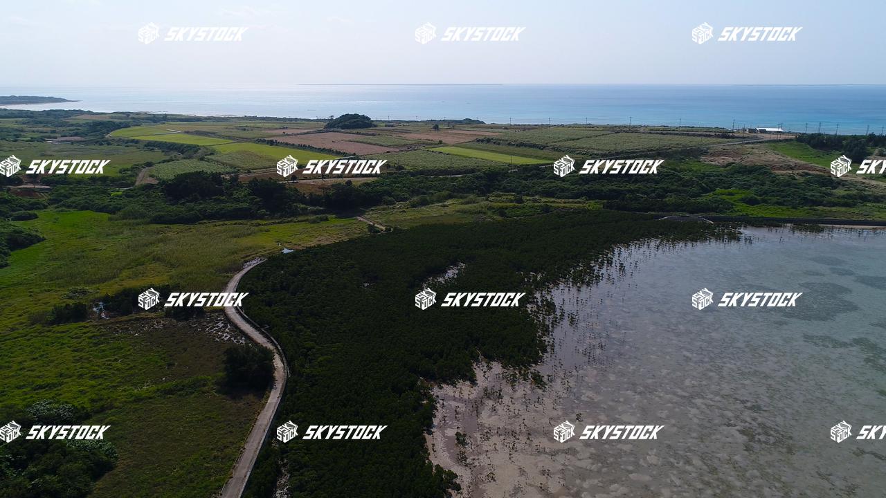 小浜島マングローブ19