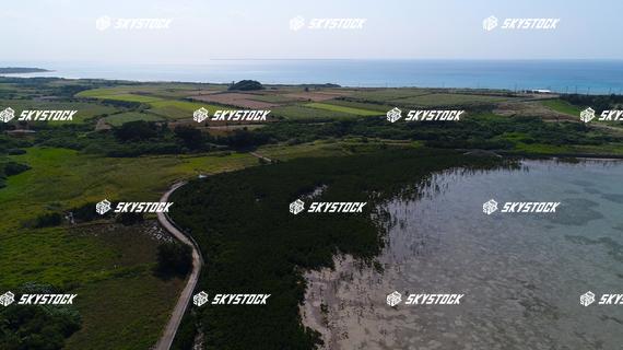 小浜島マングローブ19