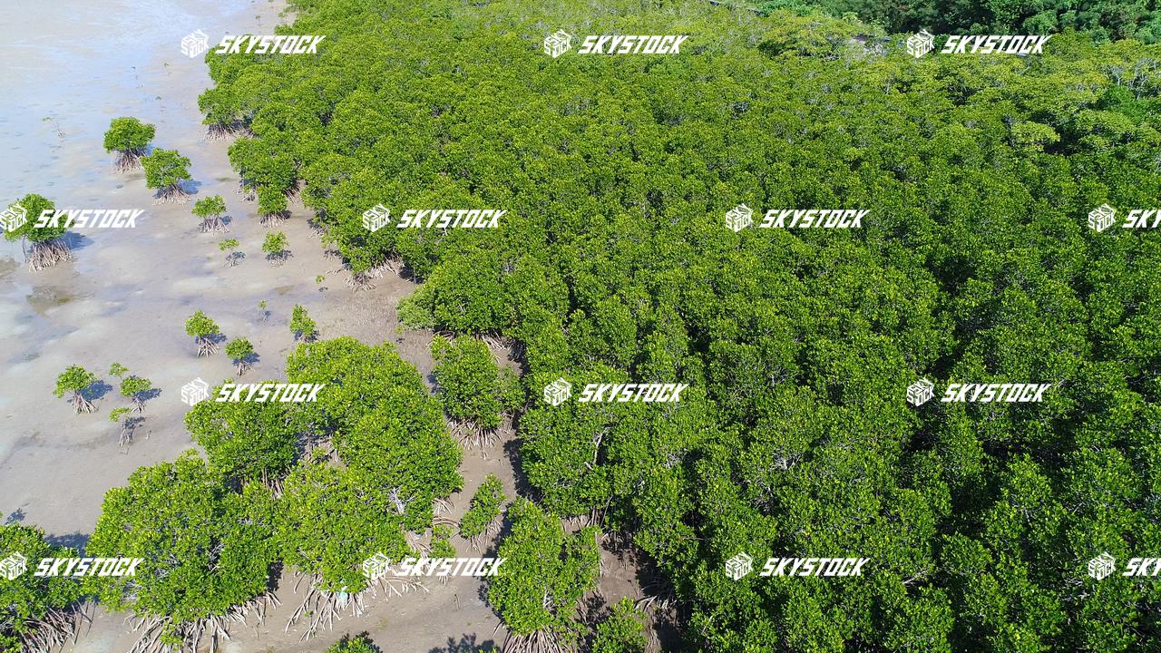 小浜島マングローブ20