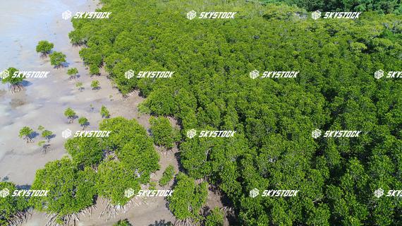 小浜島マングローブ20