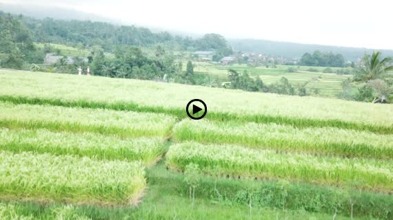 ライステラスMavic4-1