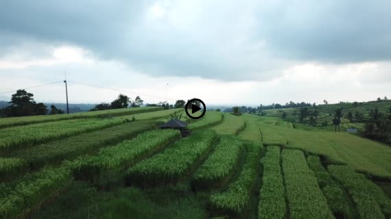 ライステラスMavic1-1