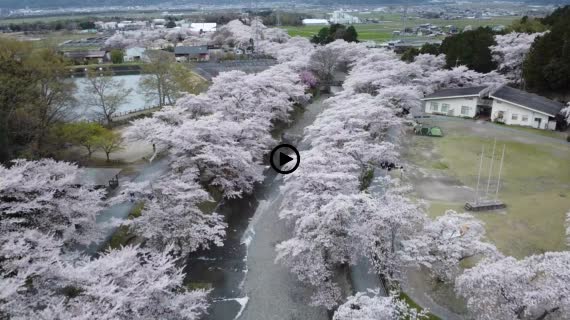 桜