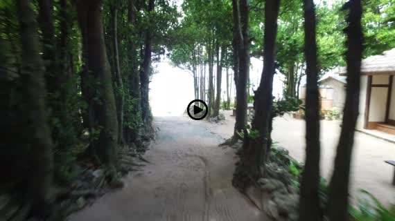 フクギ並木動画２