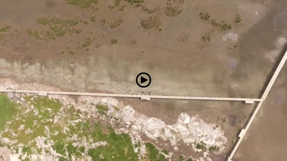 トドワラ動画１