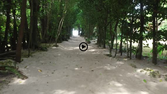 フクギ並木動画１