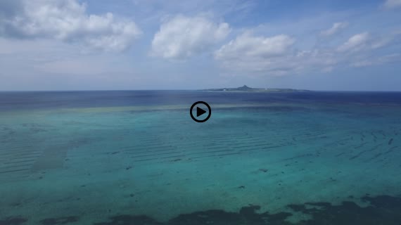 フクギ並木動画３