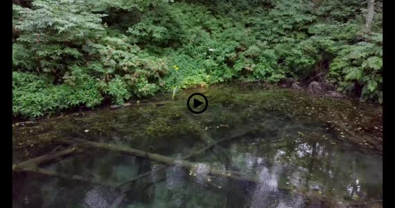 神の子池動画２