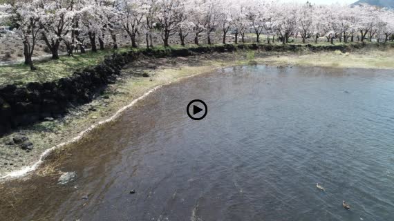 河口湖八木崎公園10-1