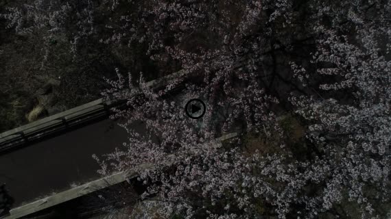 河口湖八木崎公園8-1