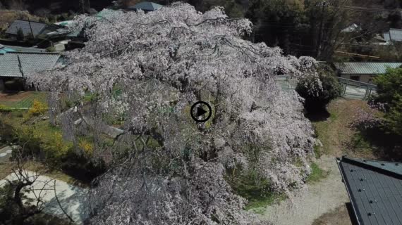 旧船原小学校跡のシダレ桜1-1