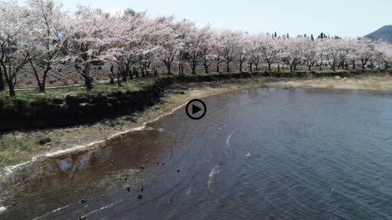 河口湖八木崎公園11-1