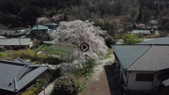 旧船原小学校跡のシダレ桜2-1
